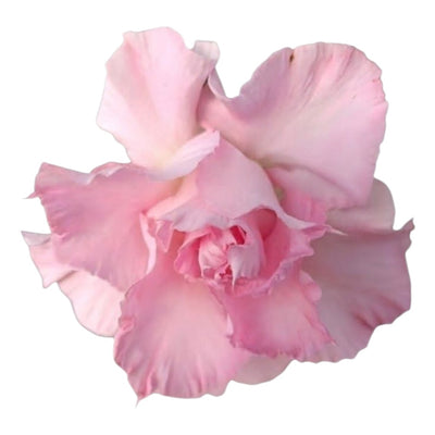 Adenium Multi-Petal Grafted BR82 Desert Rose - Ready To Flower