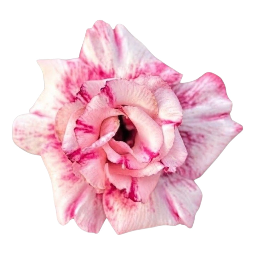 Adenium Multi-Petal Grafted Pink & White Stripe BR83 Desert Rose - Ready To Flower (Pink & White Stripe) fresh flower bloom closeup - authentic nursery specimen photo by The Plantor