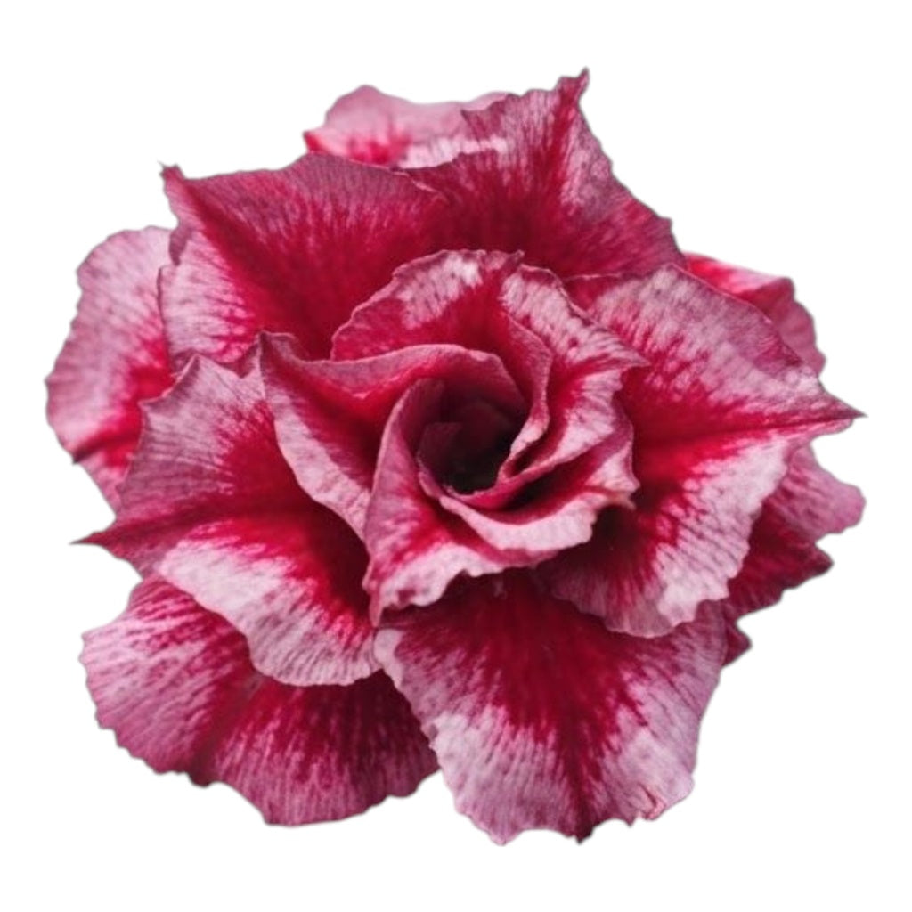 Adenium Multi-Petal Grafted Double Dark Red BR84 Desert Rose - Ready To Flower (Double Dark Red) fresh flower bloom closeup - authentic nursery specimen photo by The Plantor