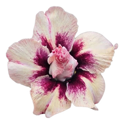 Adenium Multi-Petal Grafted BR93 Desert Rose - Ready To Flower