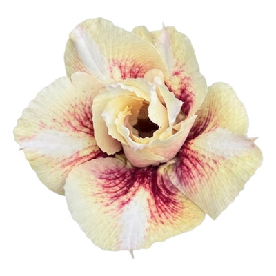 Adenium Multi-Petal Grafted BR96 Desert Rose - Ready To Flower