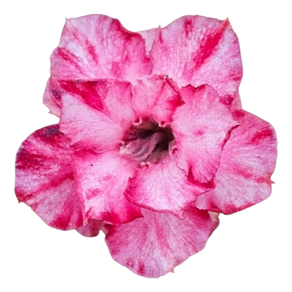 Adenium Multi-Petal Grafted Vibrant Pink / Red BR98 Desert Rose - Ready To Flower (Vibrant Pink / Red) fresh flower bloom closeup - authentic nursery specimen photo by The Plantor
