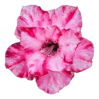 Adenium Multi-Petal Grafted BR98 Desert Rose - Ready To Flower