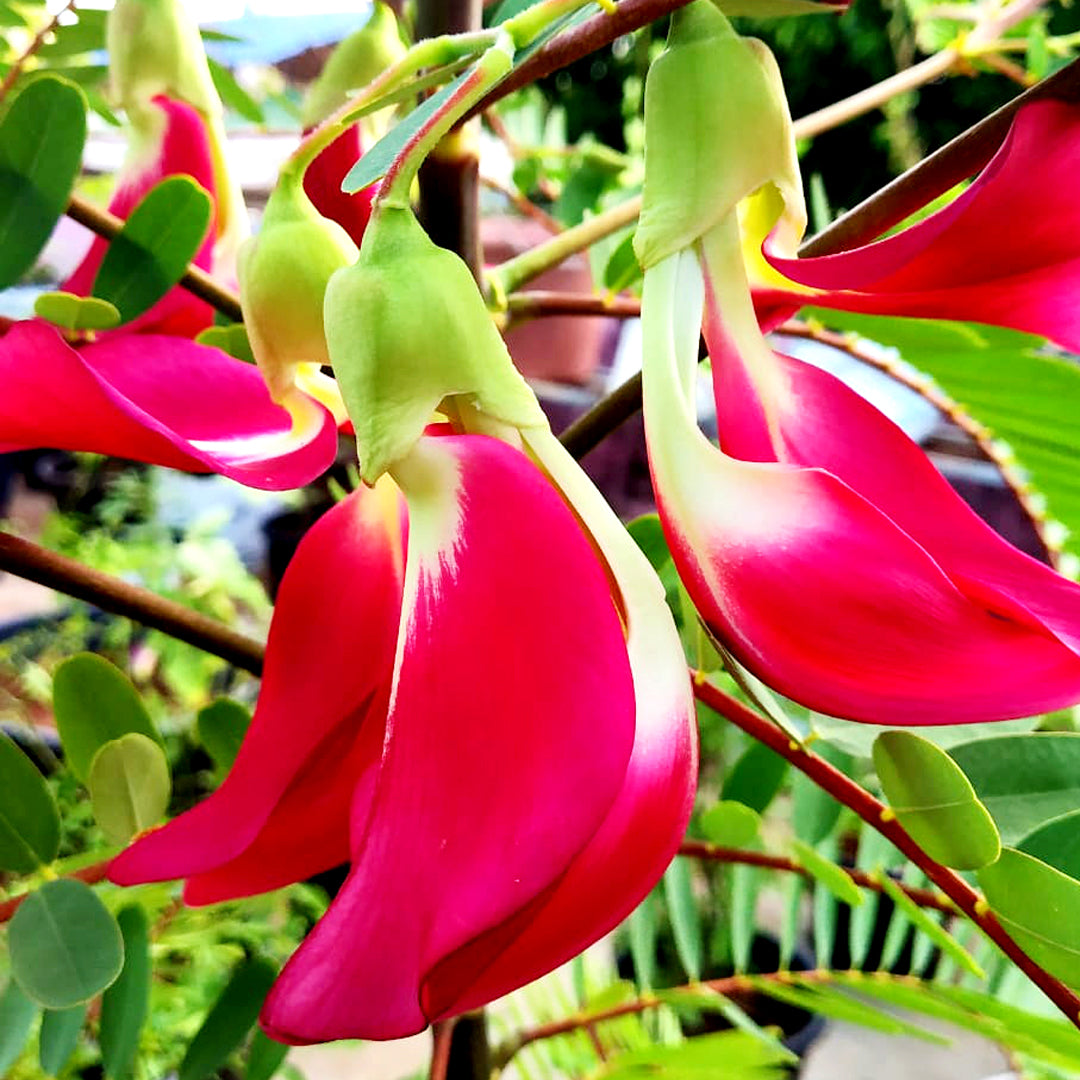 The Plantor