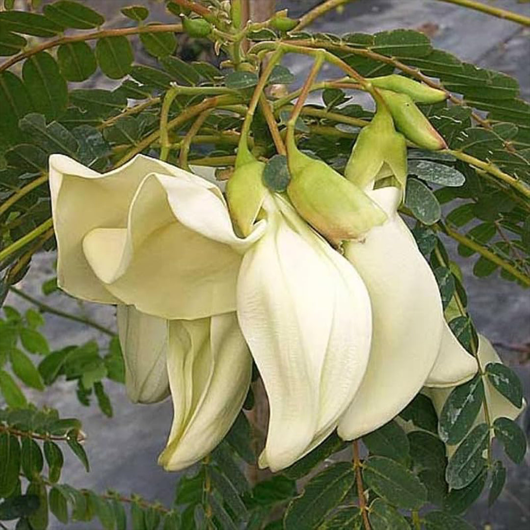 The Plantor