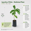 Agasthya White 1L - Medicinal Plant