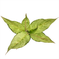 The Plantor