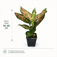 The Plantor