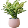 Aglaonema Plant - Silver Cosmetics