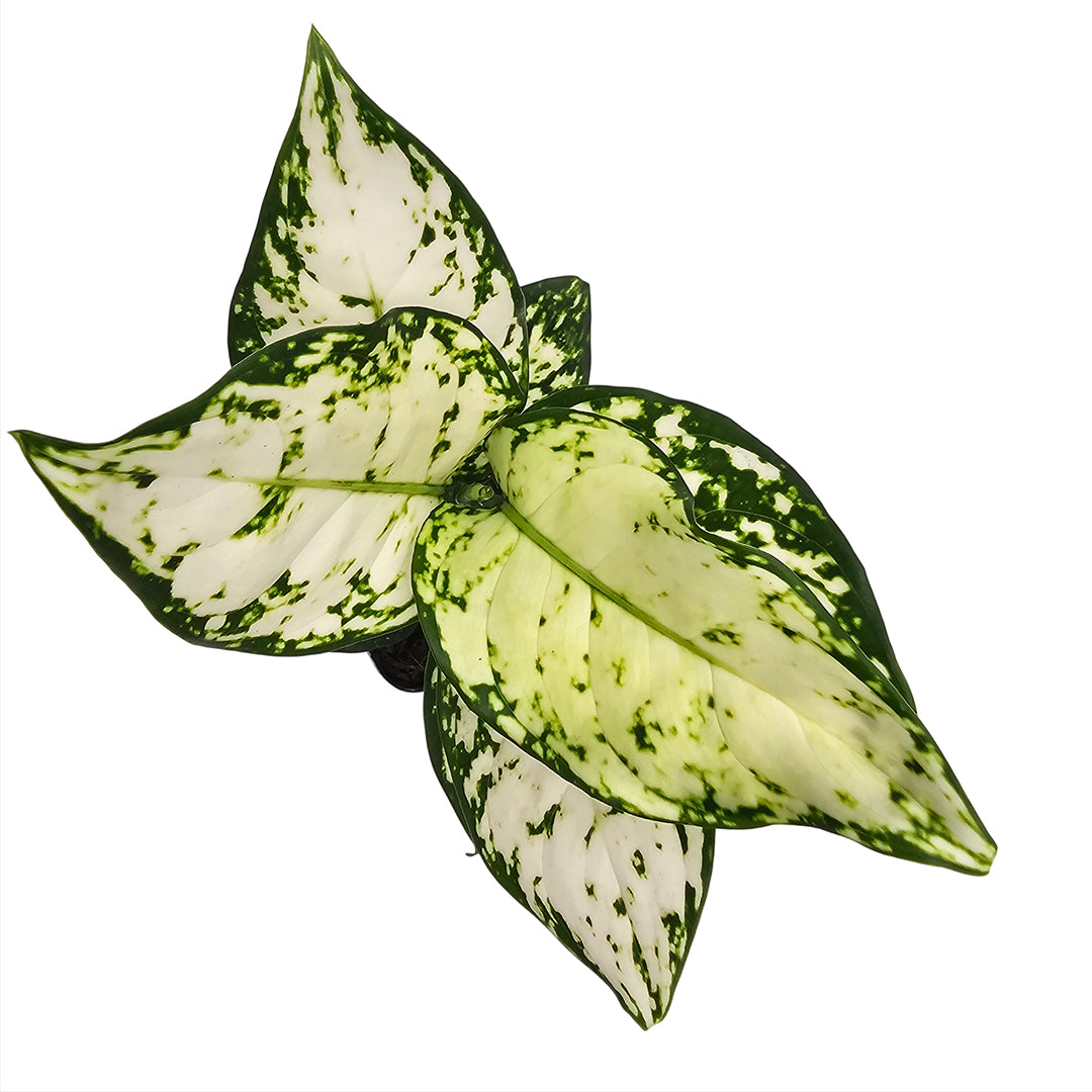 The Plantor