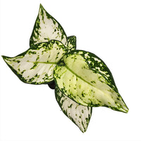 The Plantor