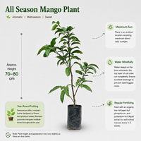 All Season Mango Plant