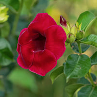The Plantor
