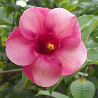 The Plantor