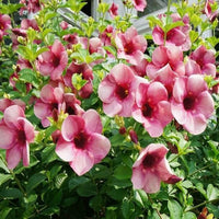 The Plantor