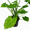 Alocasia Joint - Indoor Plant