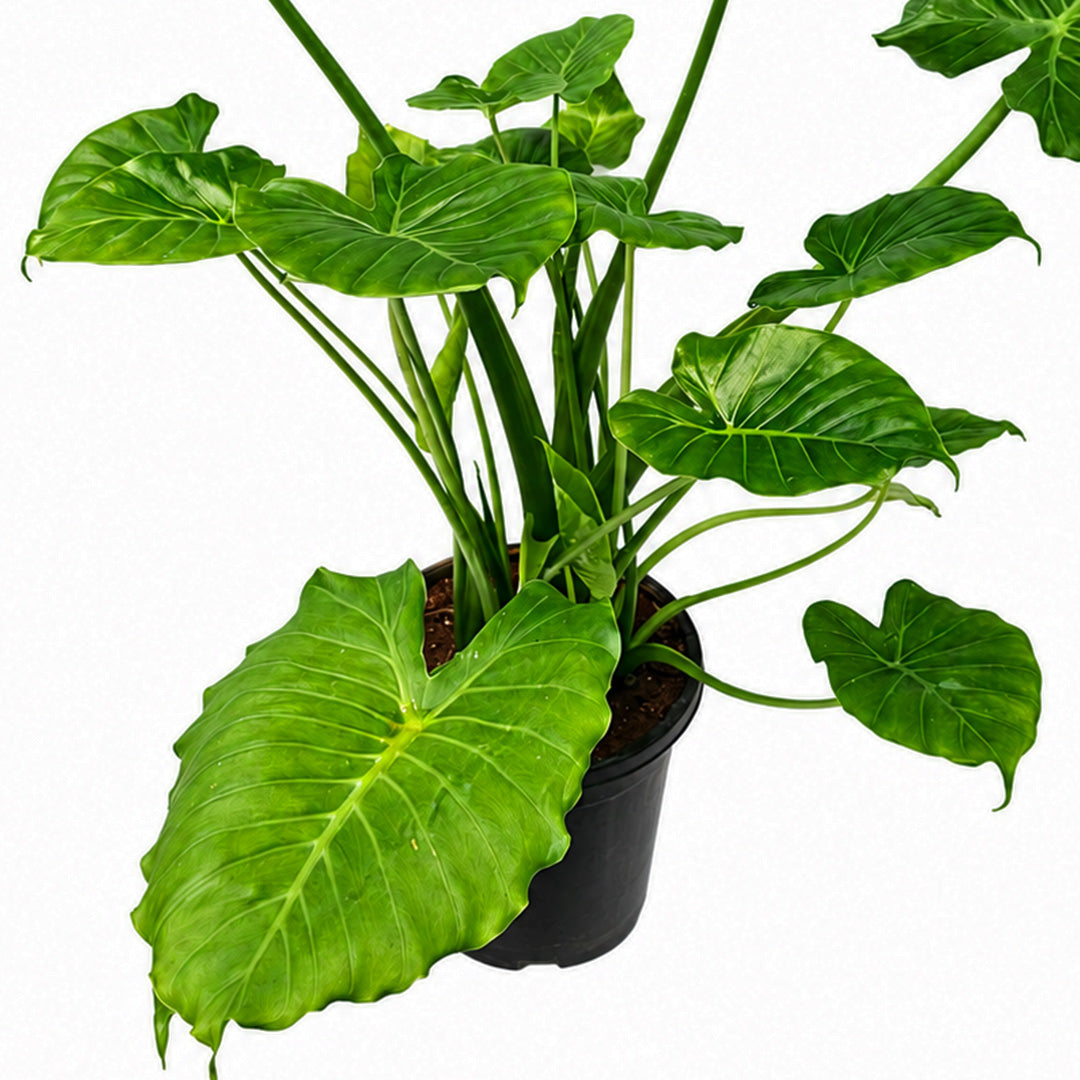 The Plantor