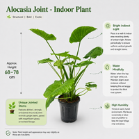 The Plantor