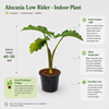 Alocasia Low Rider - Indoor Plant