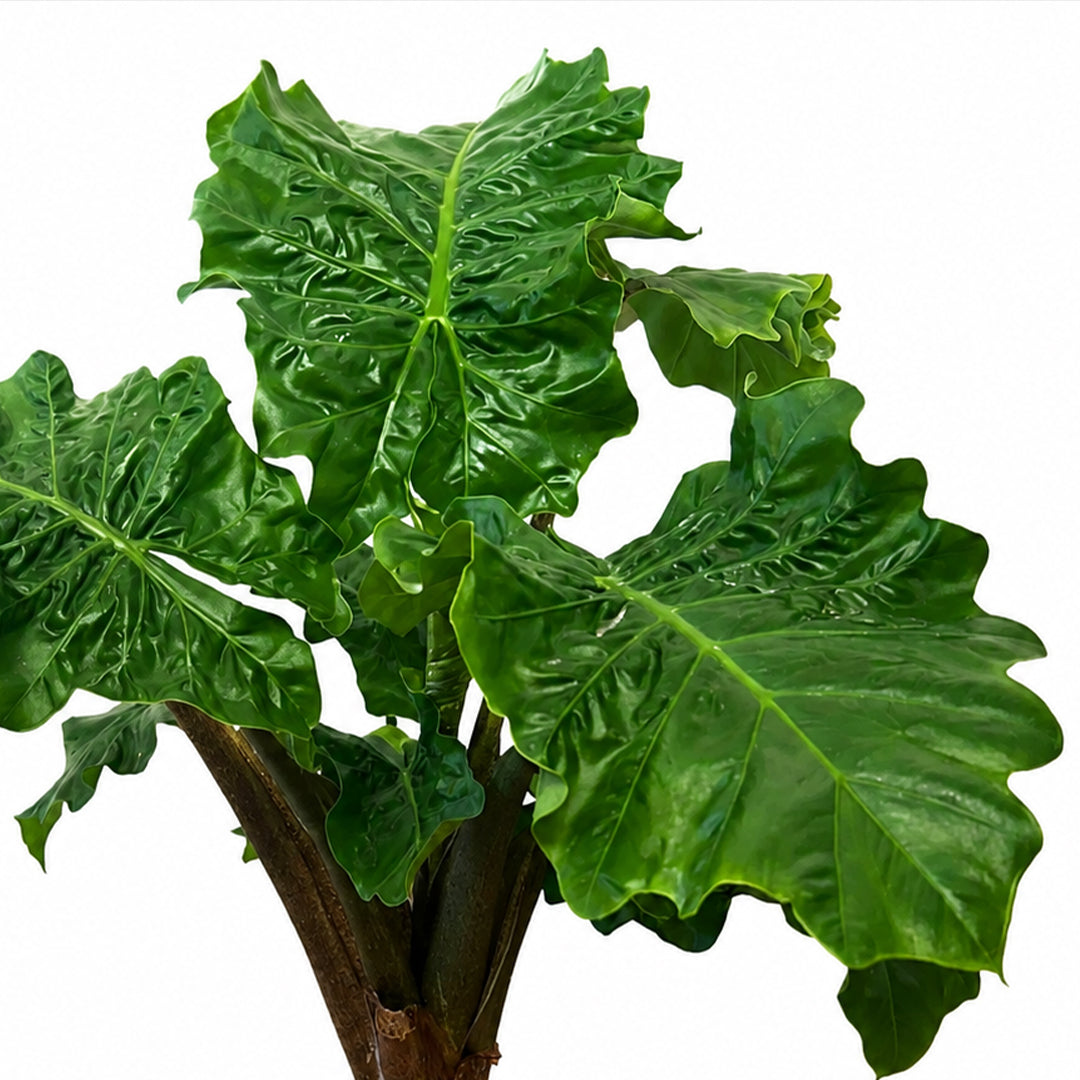 The Plantor