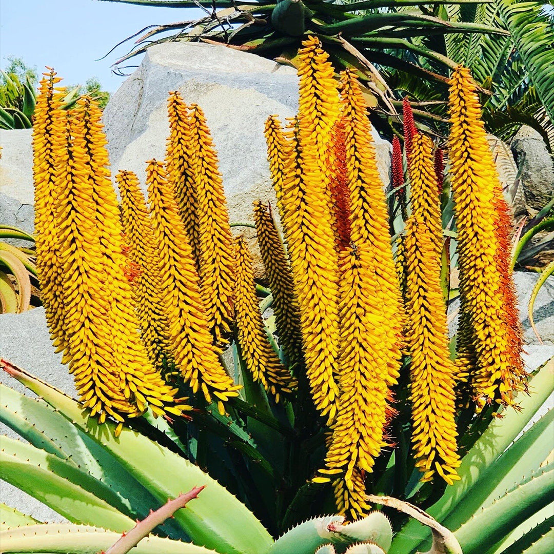The Plantor