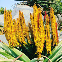 Aloe Vera Hybrid Yellow - Medicinal Plant