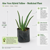 Aloe Vera Hybrid Yellow - Medicinal Plant