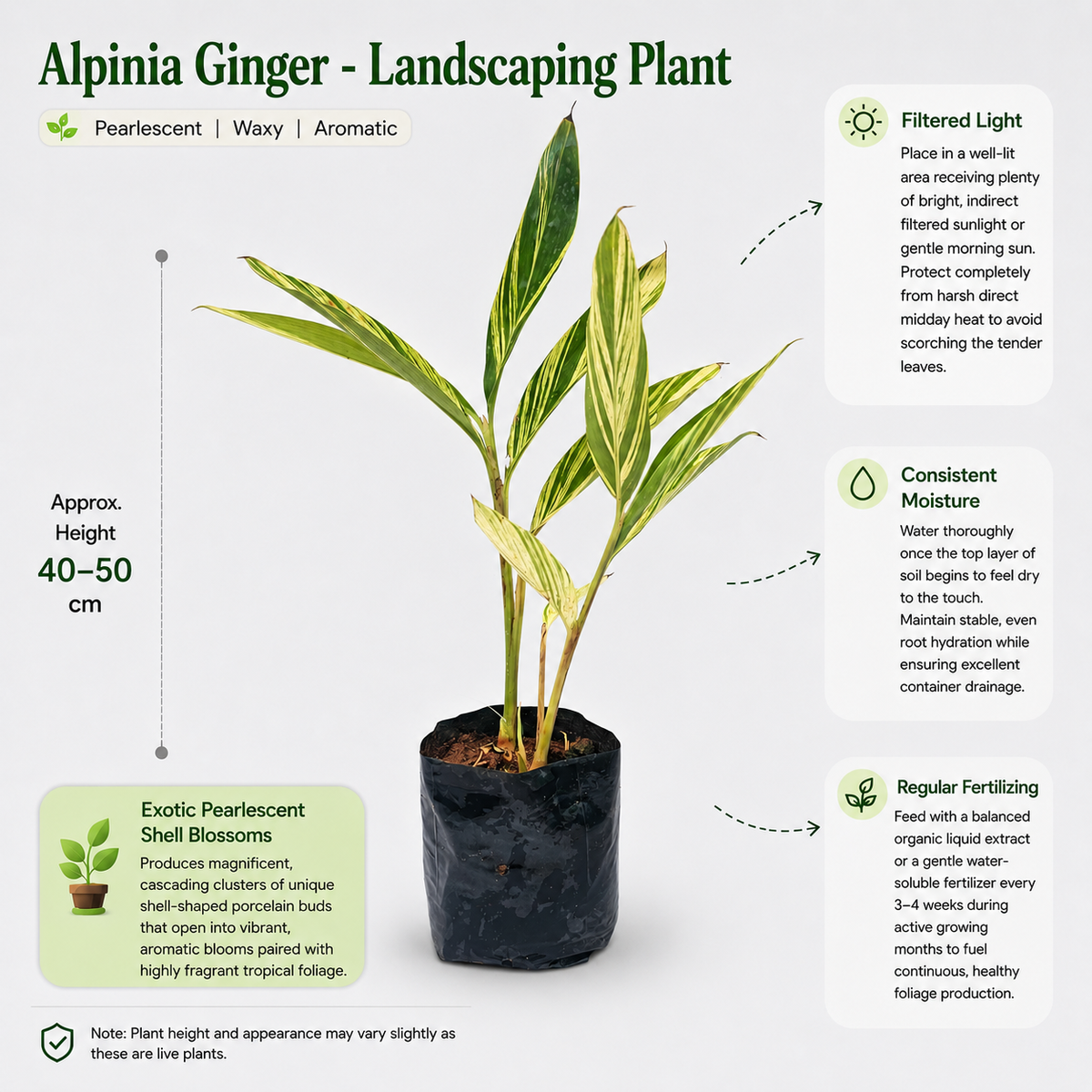 The Plantor