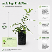 The Plantor