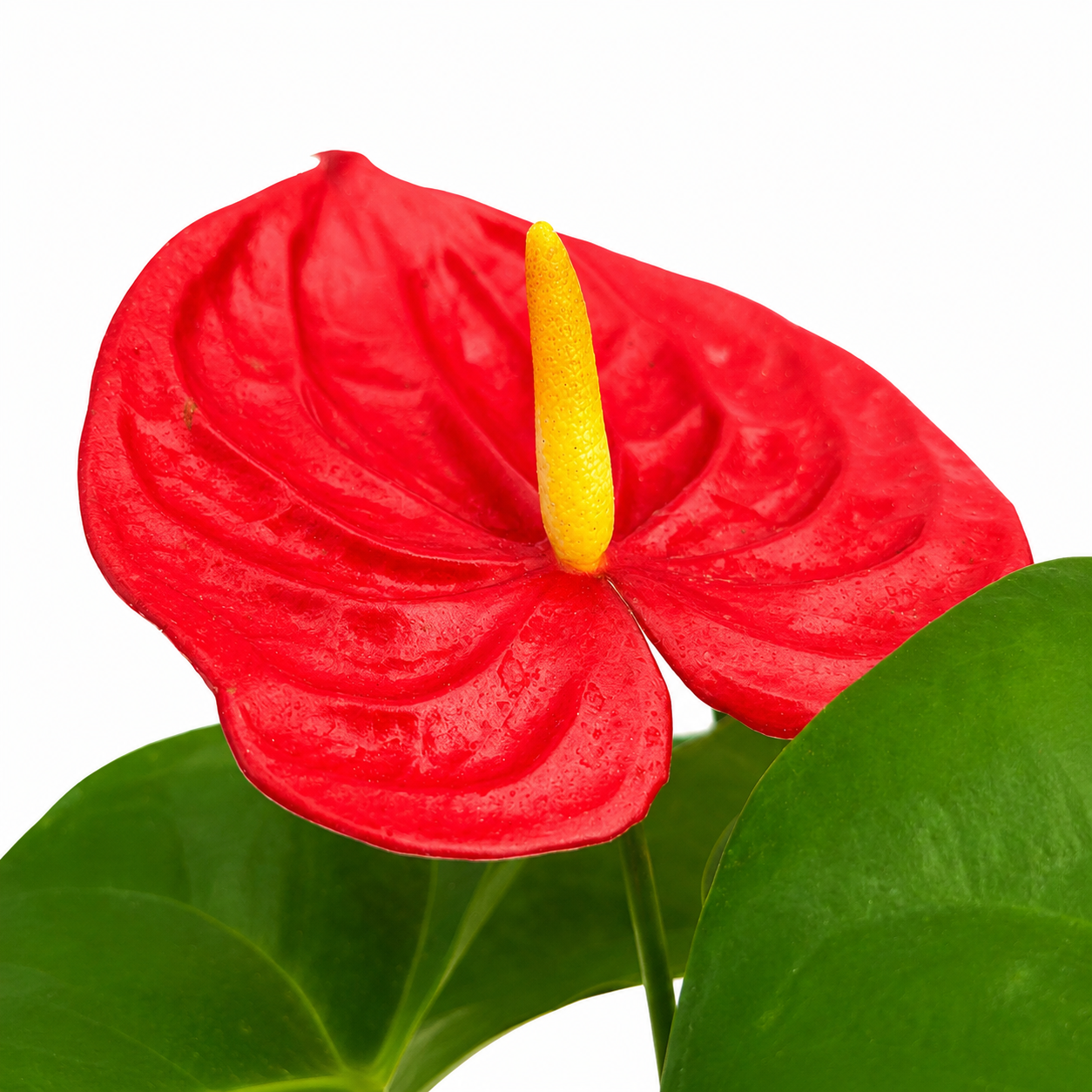 The Plantor
