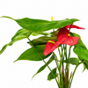 Anthurium Amirante Plant
