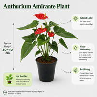 The Plantor