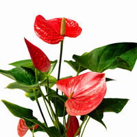 The Plantor