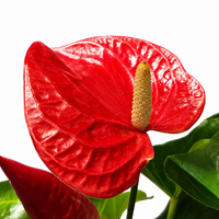 The Plantor