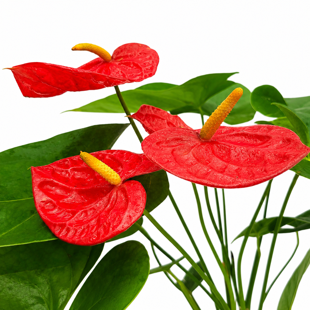 The Plantor