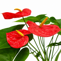 The Plantor