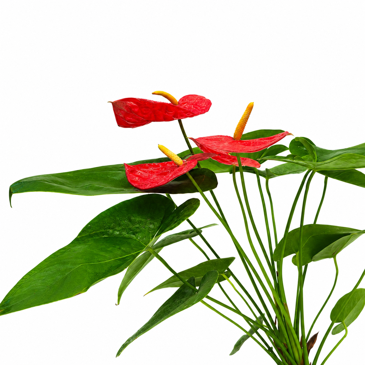 The Plantor