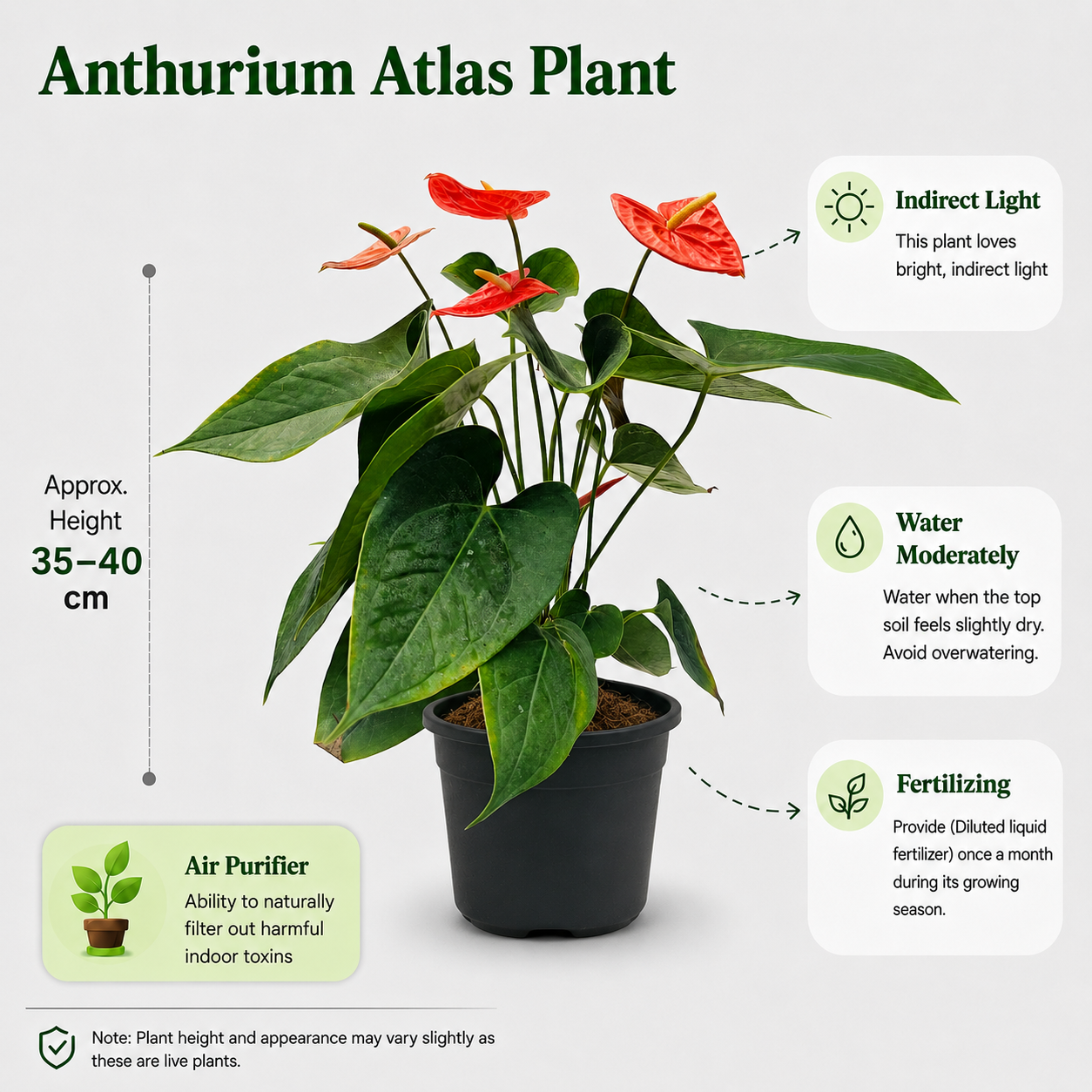 The Plantor