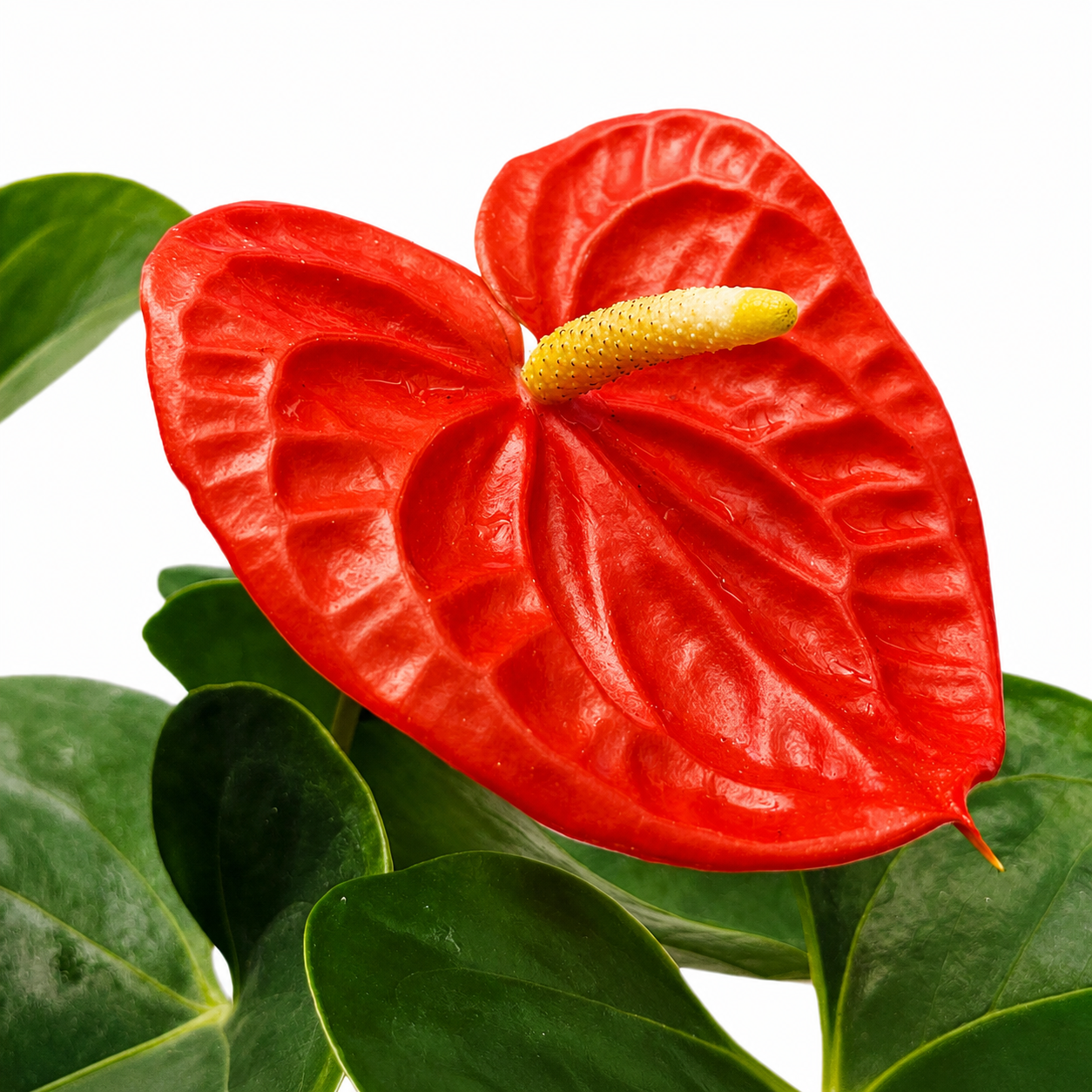 The Plantor