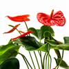 Anthurium Atlas Plant