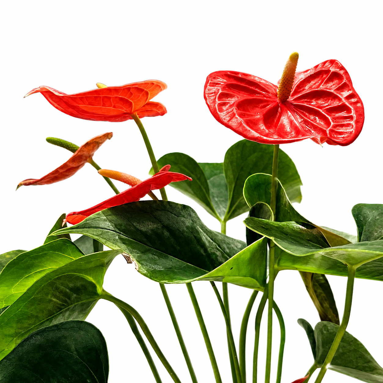 The Plantor