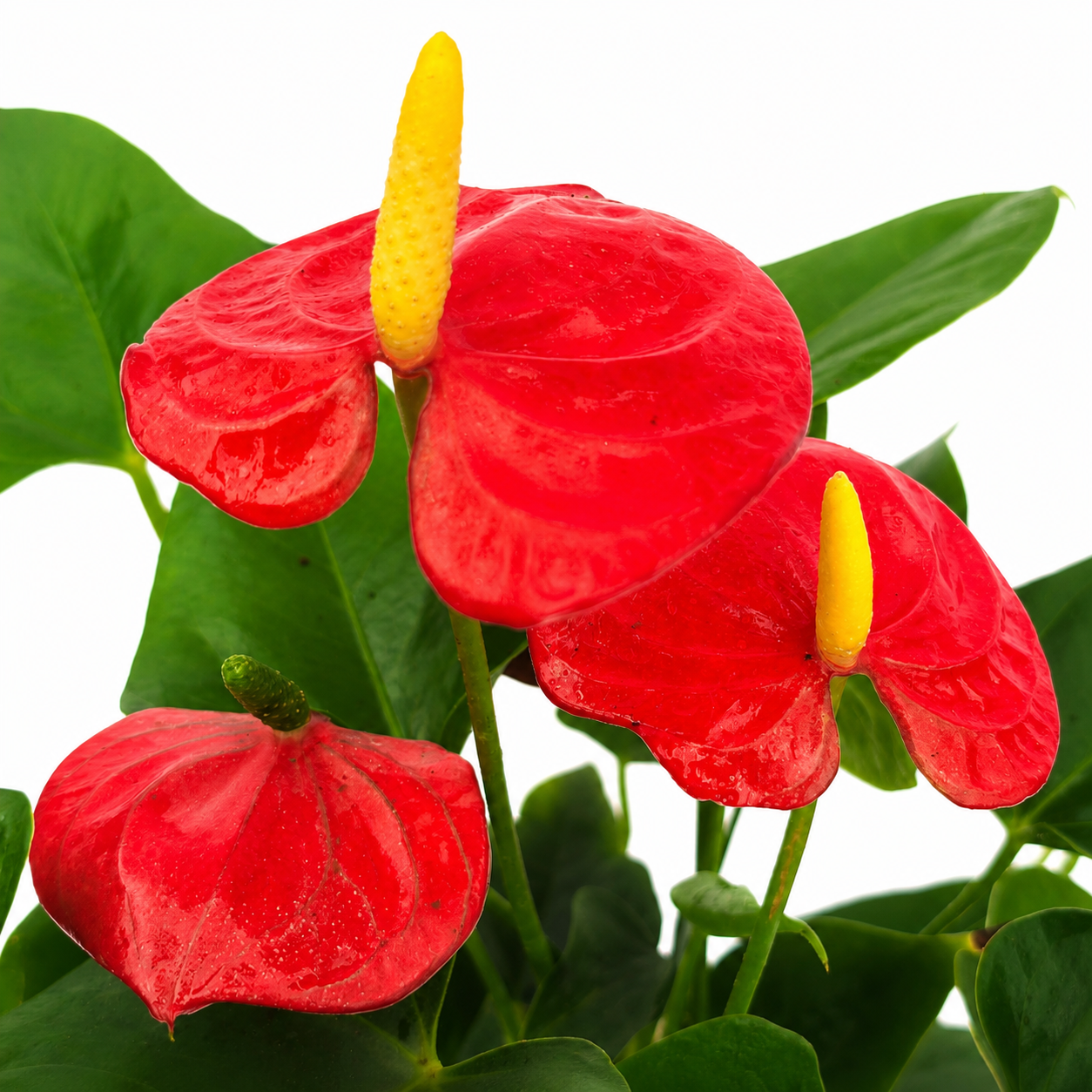 The Plantor