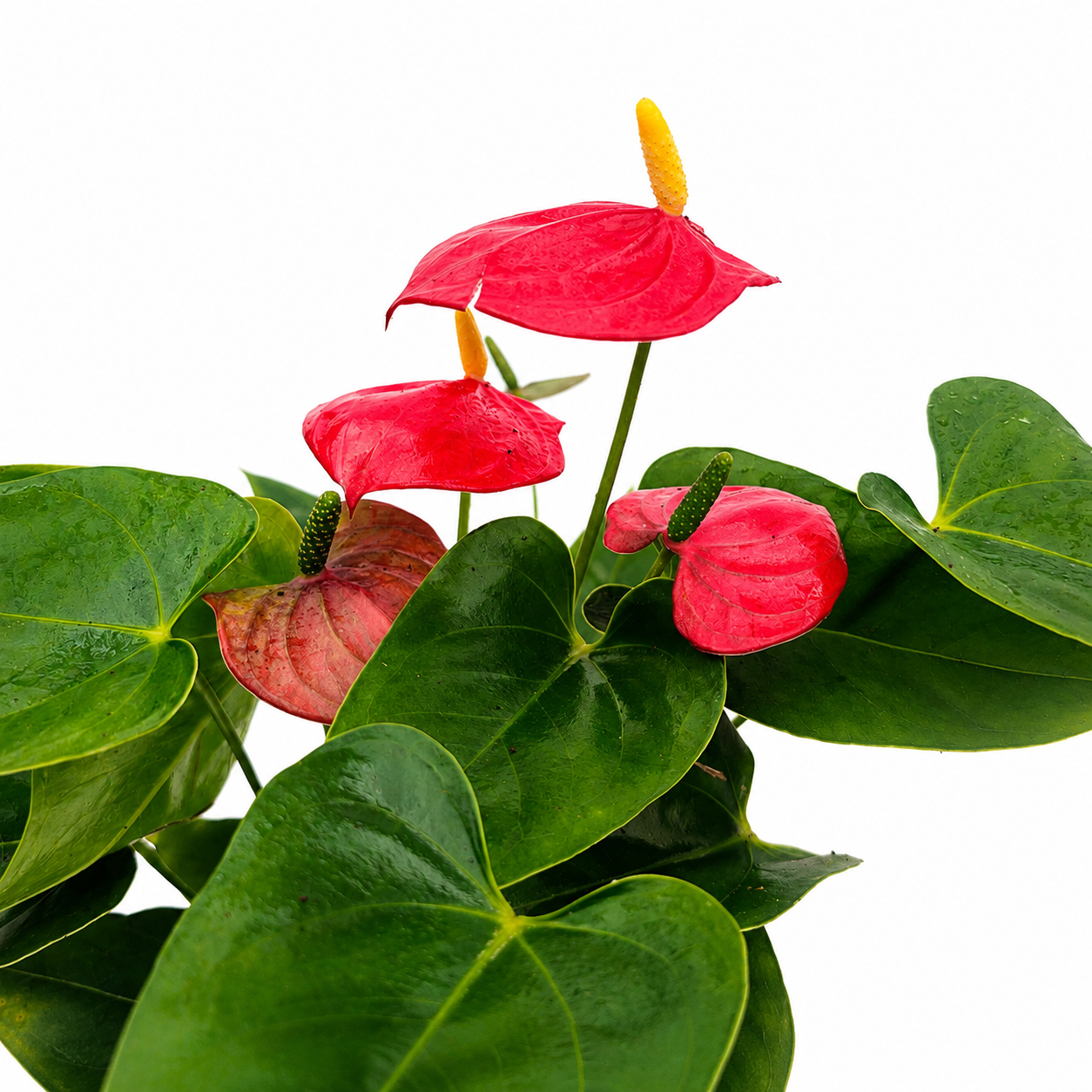 The Plantor