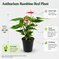 The Plantor