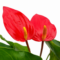 The Plantor
