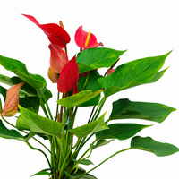 The Plantor