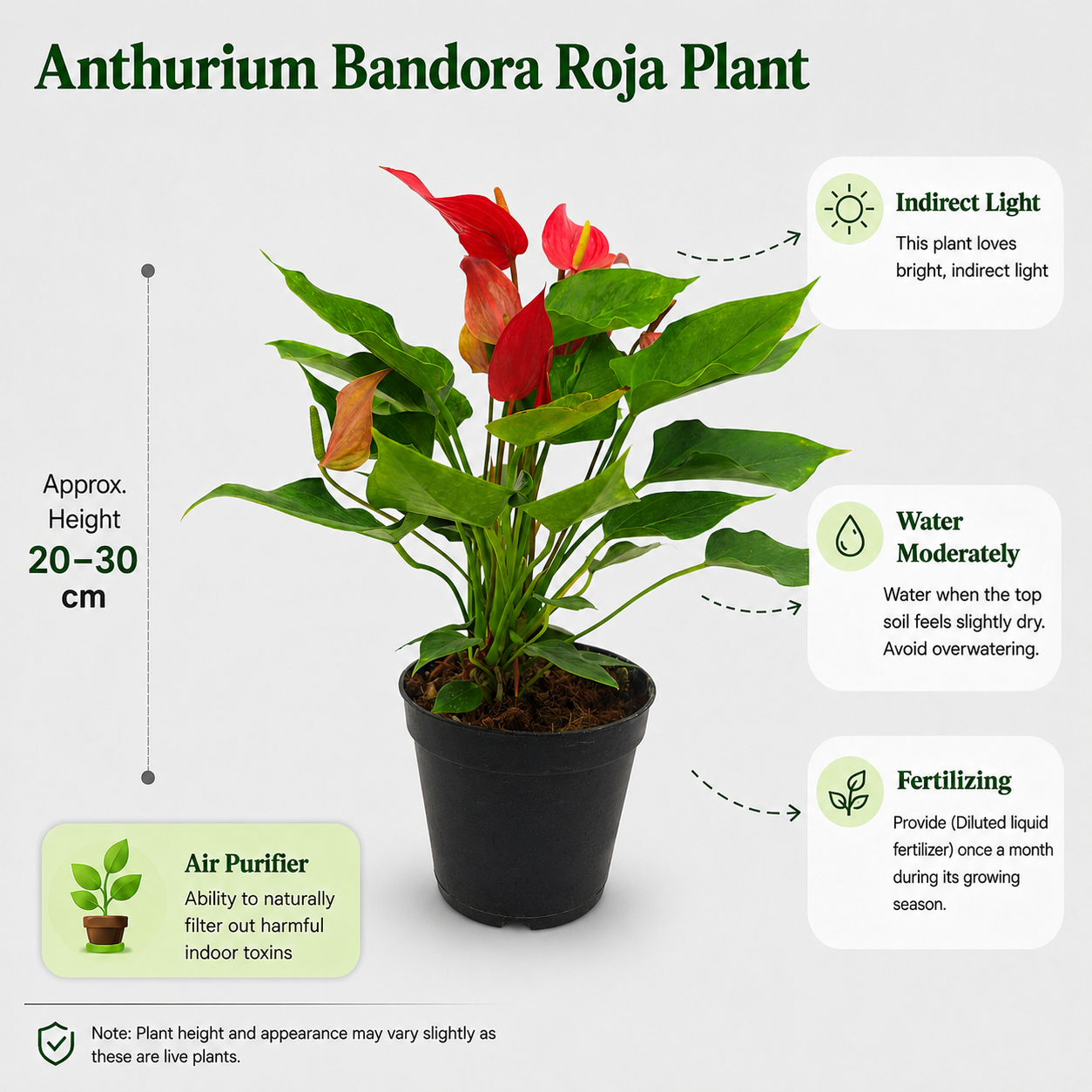 The Plantor