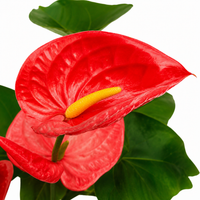 The Plantor