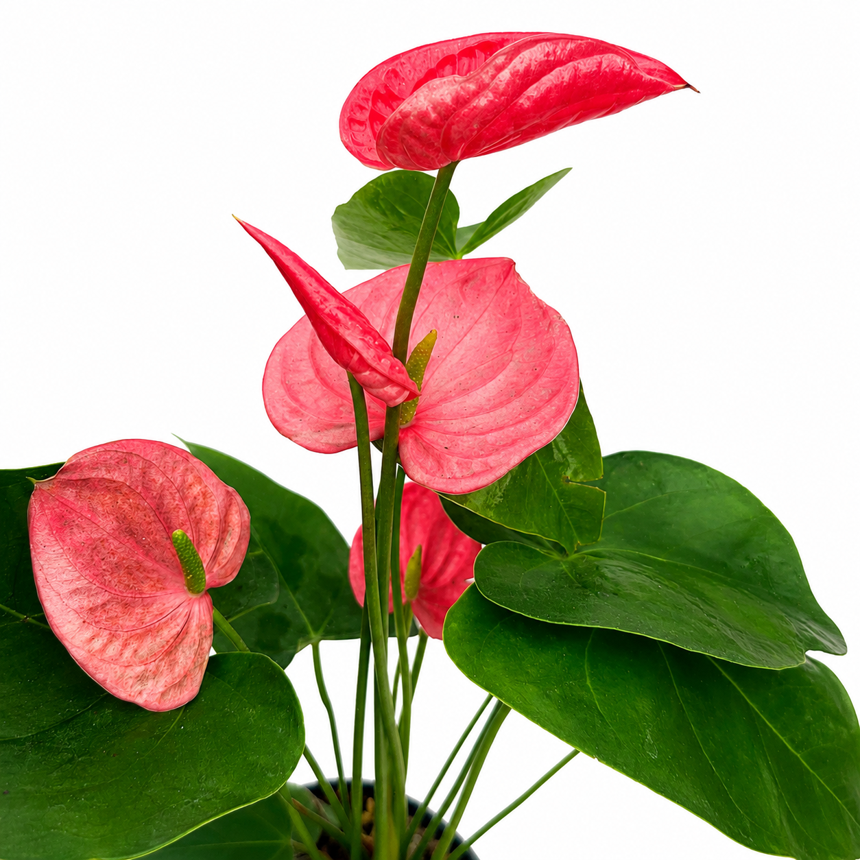 The Plantor