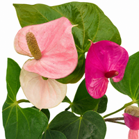 The Plantor